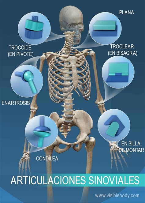 Aprenda Anatomía Del Esqueleto Articulaciones Y Ligamentos