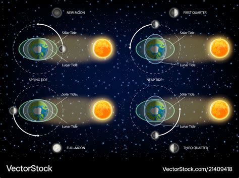 Lunar And Solar Tides Diagram Royalty Free Vector Image
