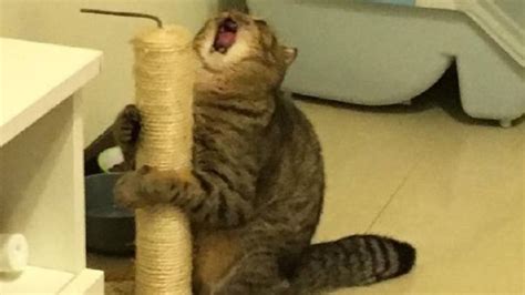 15 Photos Of Cats Being Overly Dramatic Healthy Happy News