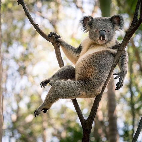 Koalas Shop On Instagram “sexy Koala Posing 😁 ” Funny Animal Faces