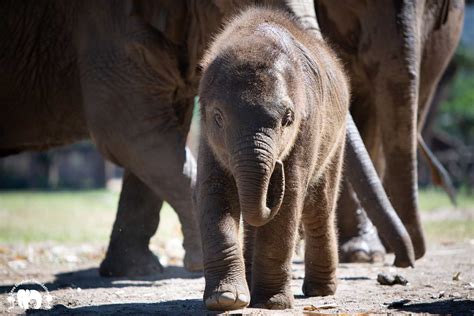 Baby Pyi Mai Save Elephant Foundation