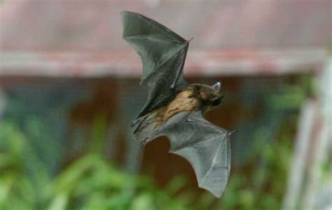 Little Brown Bat Facts Anatomy Diet Habitat Behavior Animals Time