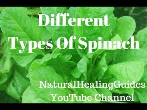 There are three major varieties of spinach that exist. Different Types Of Spinach And List Of Varieties Of ...