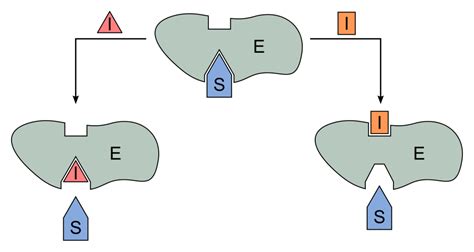 Health Science Academy [licensed for non-commercial use only] / Enzymes
