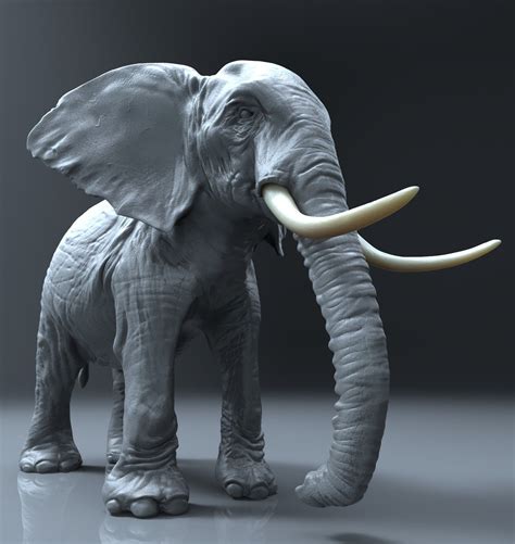 Zbrush Elephant D Model Elephant D Model African Elephant