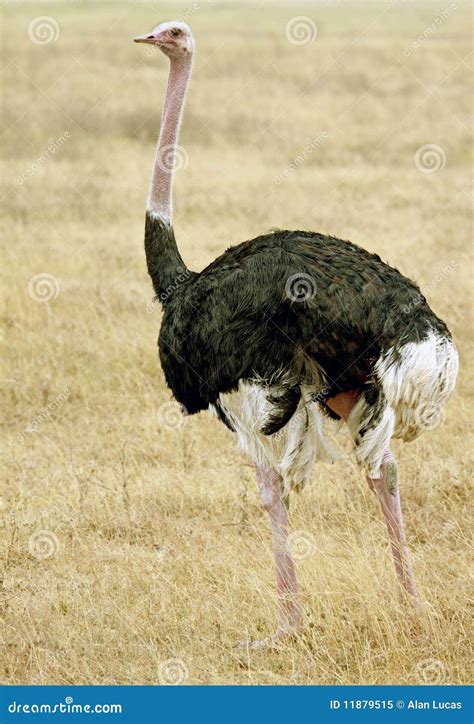 Male Ostrich Stock Image Image Of Large Beak Neck 11879515
