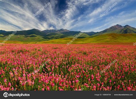 Field With Flowers In Mountain Valley Summer Landscape