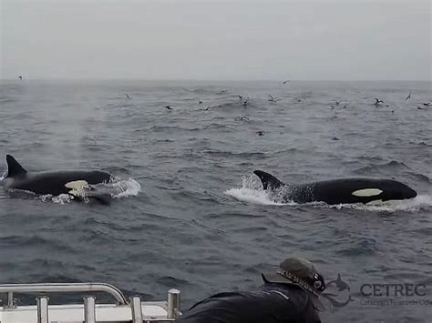 Orcas Recorded For First Time Killing And Eating Worlds Largest Animal