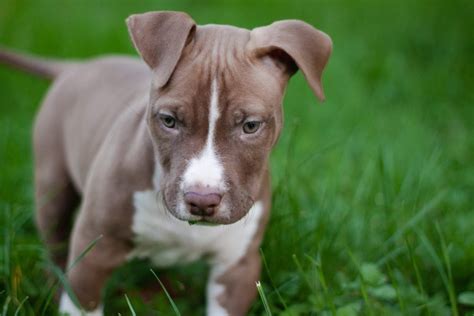 Red Nose Pitbull Dog Breed Info Pictures Traits And Facts Hepper