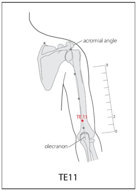 Te 11 Acupuncture Point Acupuncture Point Locations Review