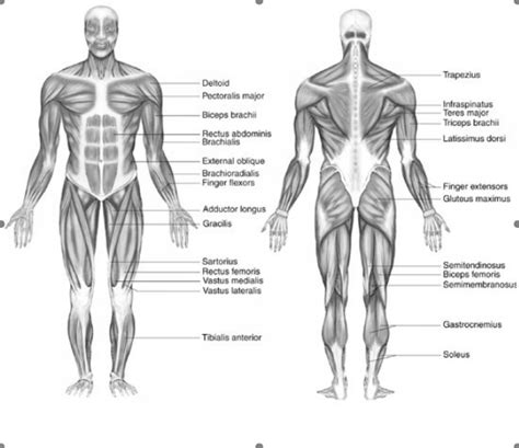 (a)€€€ to estimate her resting pulse rate, in pulses per minute, after 18 weeks of training; THE MUSCULAR SYSTEM - The muscular system