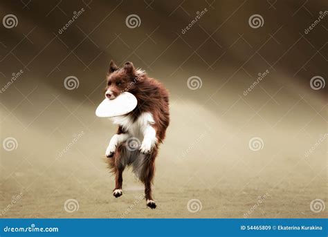 Border Collie Dog Catching Frisbee Stock Image Image Of Cheerful