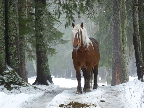 Horse In A Winter Forest By Misscolor Image Abyss