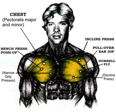 It allows for movement of the shoulders and shoulder blades. Fitness and Health for man: Chest Exercise and Tips - Men
