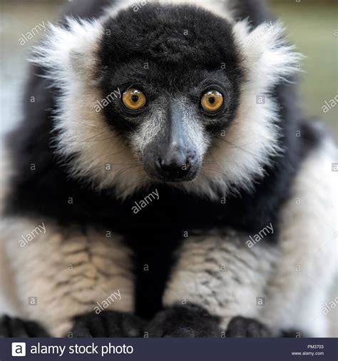 Close Black And White Ruffed Lemur Portrait Stock Photo Alamy