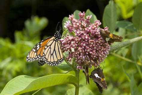 What Plants Do Monarch Butterflies Like Besides Milkweed
