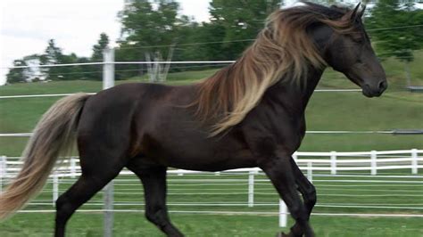 Top 12 Rare Horse Breeds In The World Rare Horses Unusual Horse
