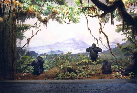 Akeley Taxidermy Mountain Gorilla Republic Of The Congo Taxidermy