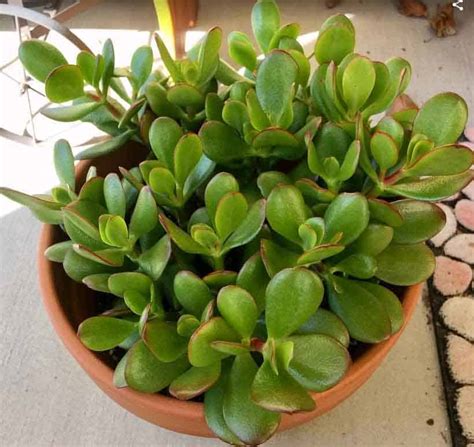 Jade Plant Crassula Ovata Care Propagation Types And More Succulent