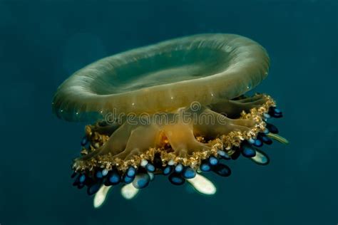 Juvenile Cassiopea Andromeda Upside Down Jellyfish Stock Photo Image