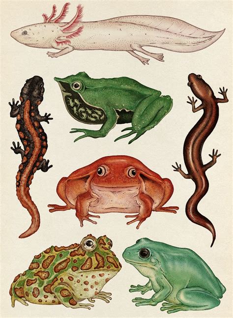 Amphibians Animal Art Scientific Drawing Art