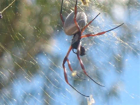 Check spelling or type a new query. Itsy bitty spider. | Spider, Bitty, Insects