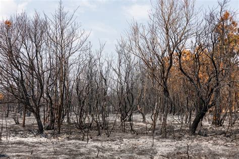 Dry Trees Burnt From Fire Inside Tropical Rainforest In Summer Stock
