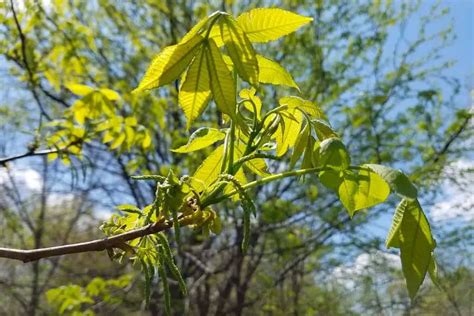 7 Types Of Native Hickory Trees In Georgia With Photos Regional