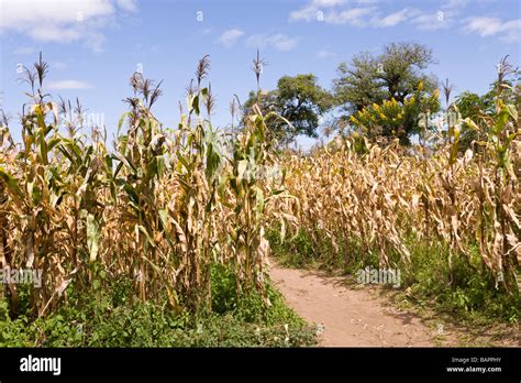 Maize Crop Africa Hi Res Stock Photography And Images Alamy