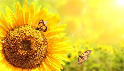 Sunflower And Monarch Butterflies On Blue Sky Background Stock Photo