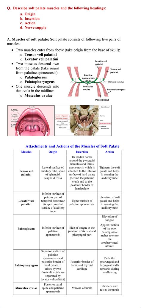 Palate Anatomy Qa