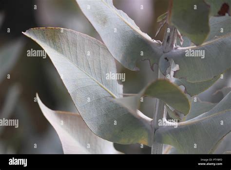 Eucalyptus Macrocarpa Or Mottlecah With Impressive Leaves At Australian