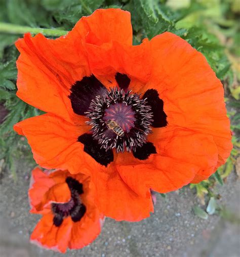Free Download Close Up Photo Orange Poppy Flowers Poppy Wild