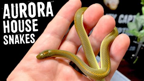 Aurora House Snakes Care And Babies Hatching Youtube