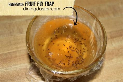 Get Rid Of Pesky Fruit Flies With An Easy Diy Fruit Fly Trap Dining