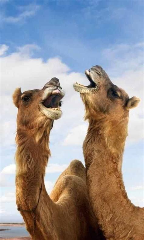 Camel's milk is the newest superfood, full of nutrients and minerals that you'll want to try as soon as you can. Silly Camels Wallpaper :-) | Animais lindos