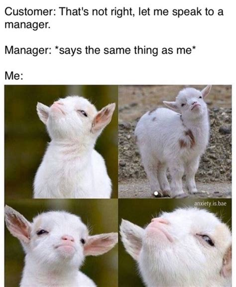 38 best goat memes images on pinterest | goats, meme and memes. goat memes | Tumblr