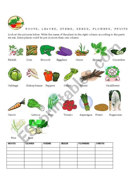 D name the tertiary consumer in the food chain. FOOD -PARTS OF THE PLANT - ESL worksheet by hrianov