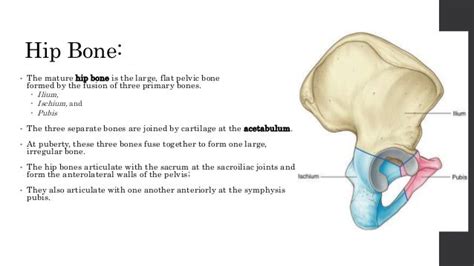 Hip Bone Gross Anatomy
