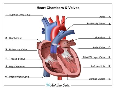 Heart Anatomy With Valves