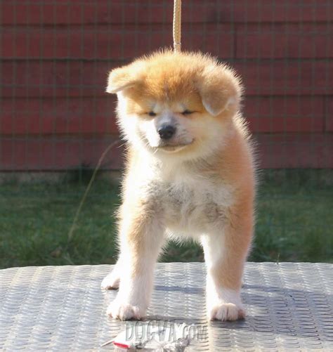 Akita puppy | Puppies for sale | DOGVA.com