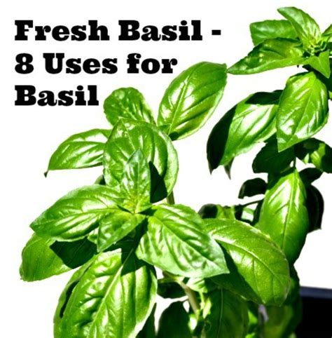 Fresh Basil 8 Uses For Basil Todays Mama