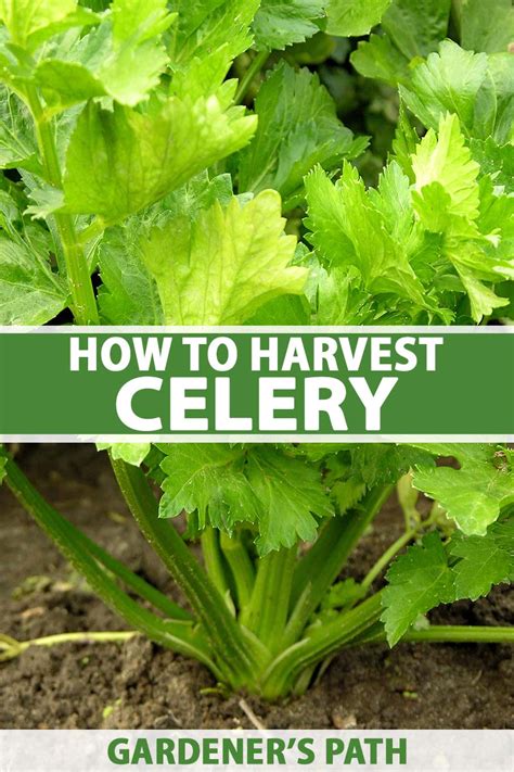 When And How To Harvest Celery
