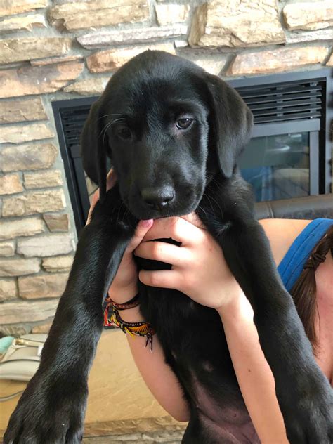 Ip addresses, server locations, dns resource records, ip and domain whois. Female Black Lab Remaining Found Furever Home - Bell's ...