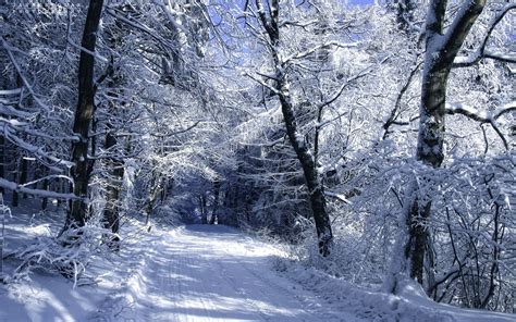 Roads Winter Snow Trees Forest Woods Nature Landscapes Wallpaper