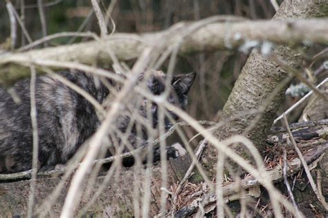 Another Hidden Feral Cat Feral Cat Photo Of The Day