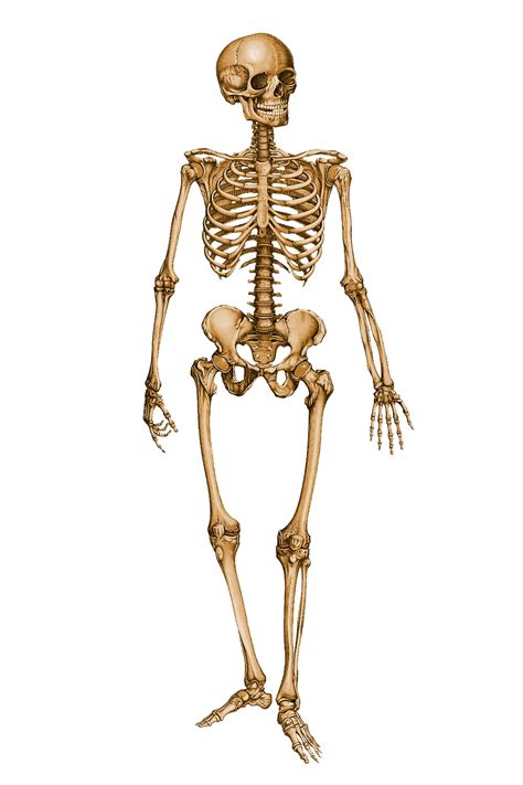 Skeleton Of Humans Health Body