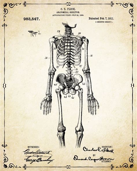 Human Skeleton Antique Anatomy Wall Art Poster Human Etsy Medical