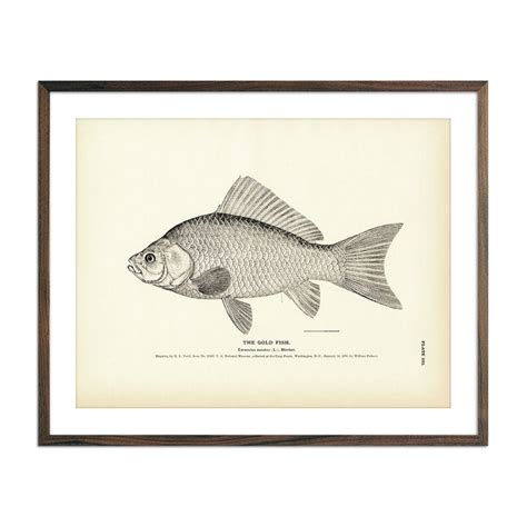 Gold Fish 1884 Fine Art Paper Print 85x11 Inch Muir Way