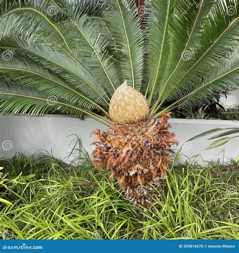 Flower of the Sago Palm or Cycad Stock Photo - Image of exotic, plant